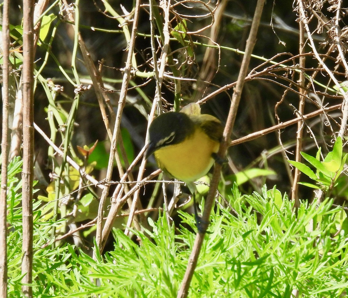 Yellow-breasted Chat - ML633463410