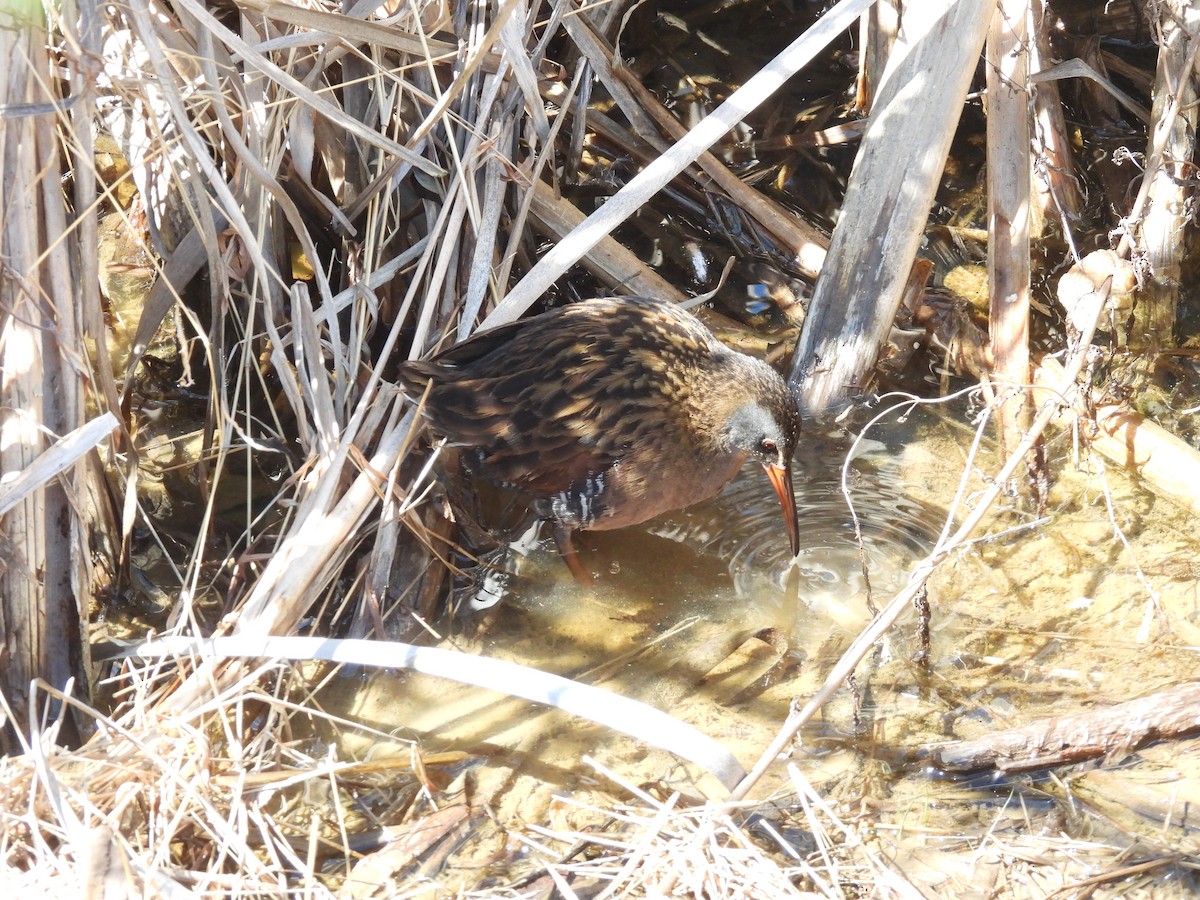 Virginia Rail - ML633463426