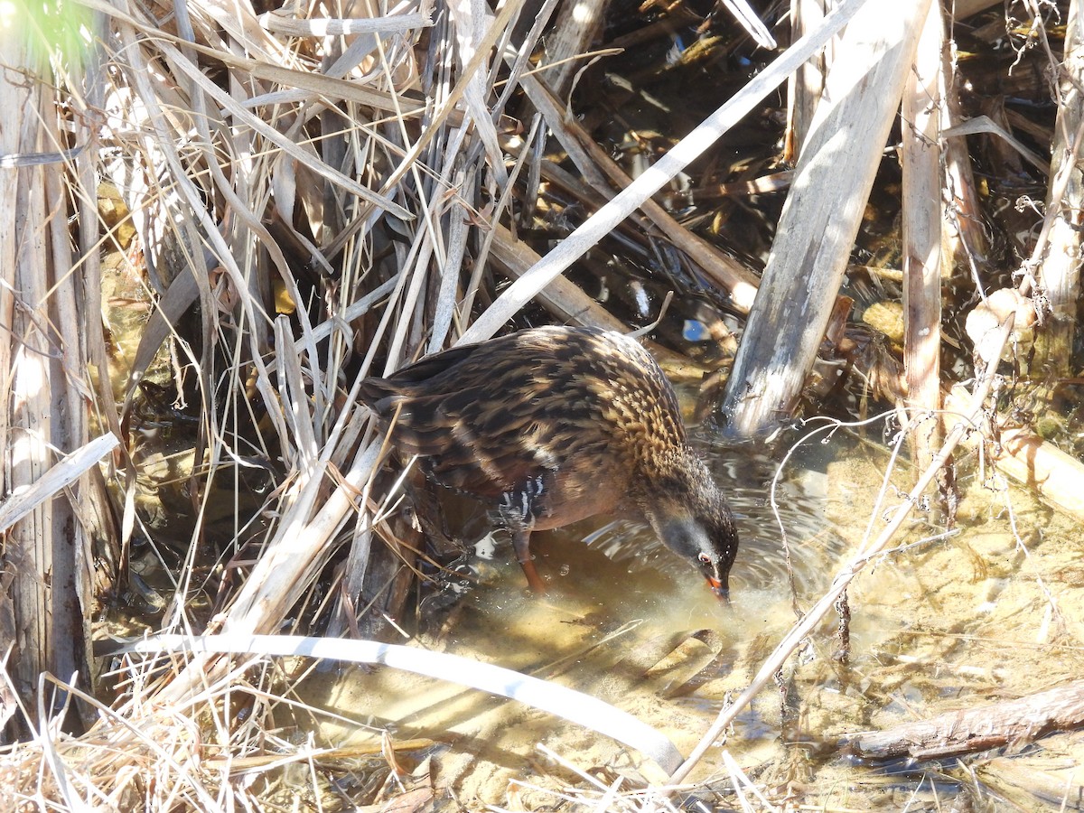 Virginia Rail - ML633463434