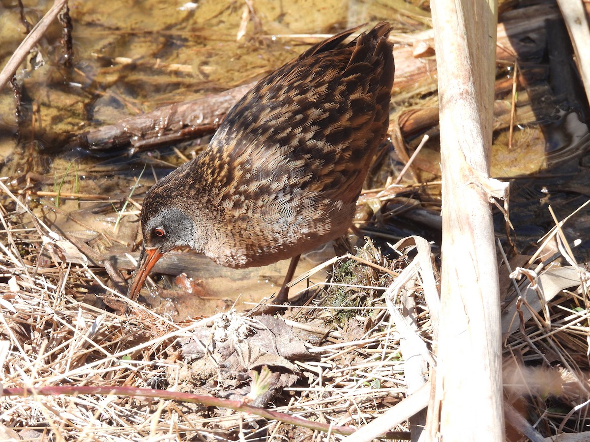 Virginia Rail - ML633463437
