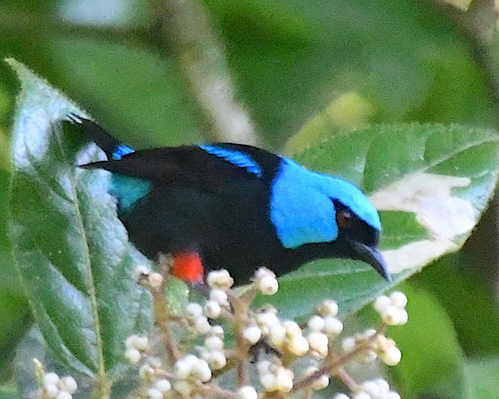 Scarlet-thighed Dacnis - Ted Wolff