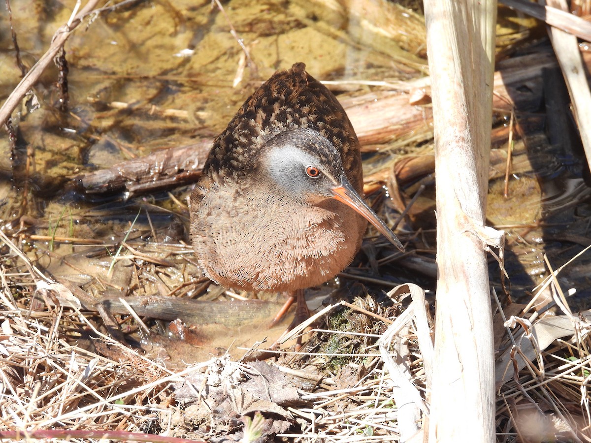 Virginia Rail - ML633463444
