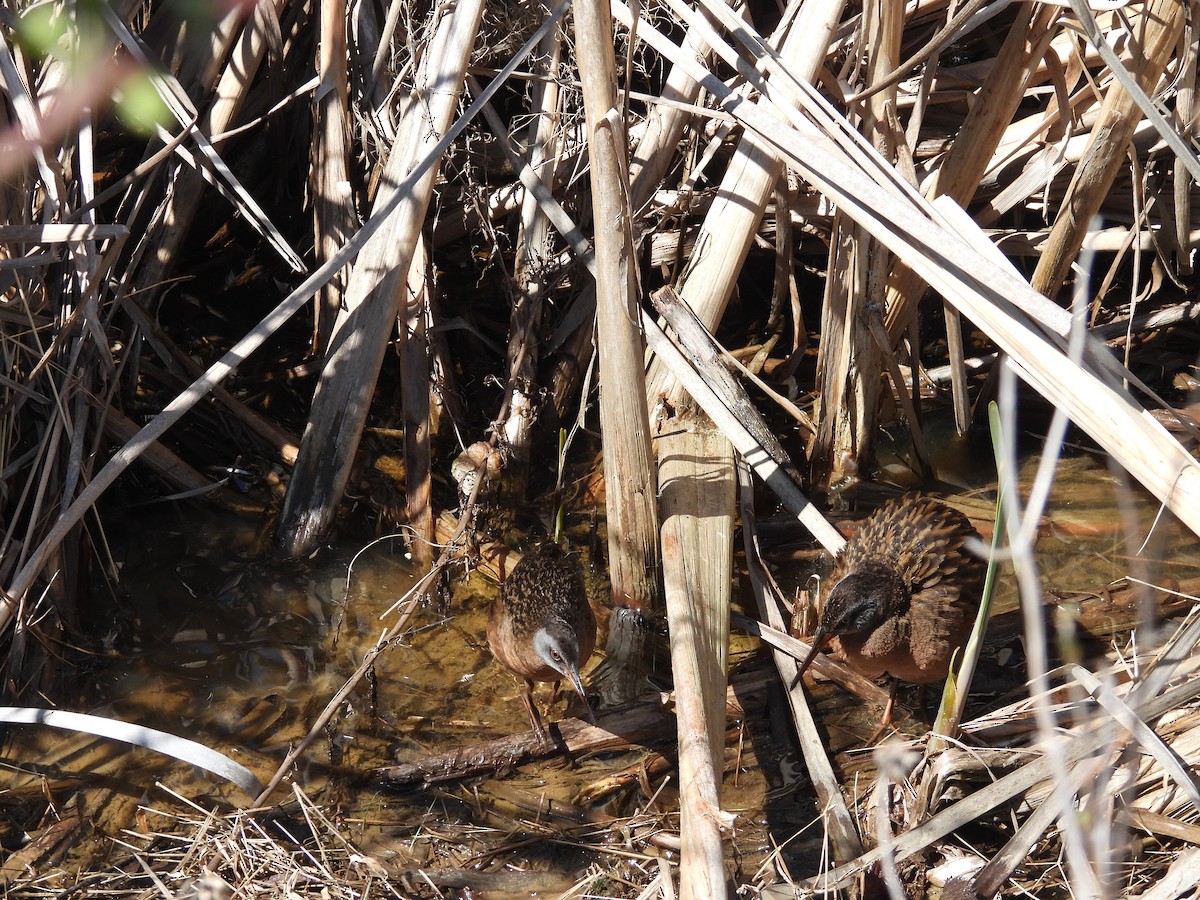 Virginia Rail - ML633463448