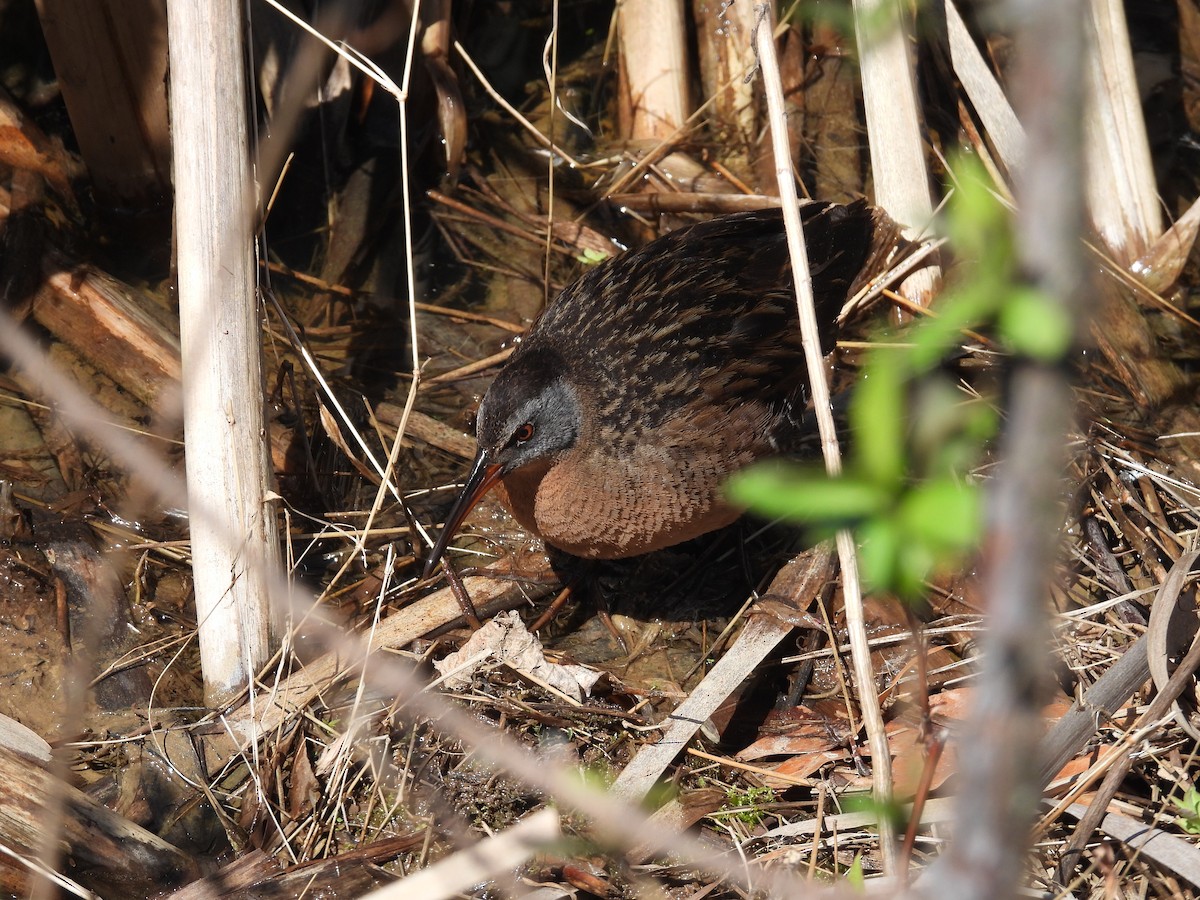 Virginia Rail - ML633463467