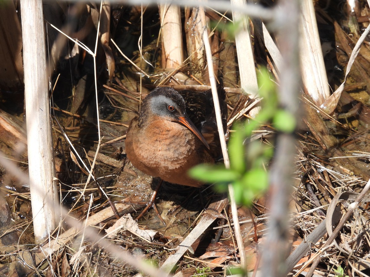 Virginia Rail - ML633463472