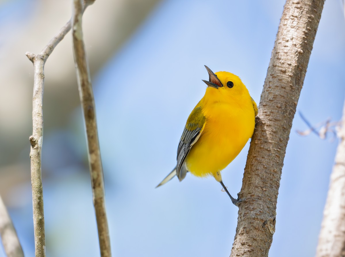 Prothonotary Warbler - ML633463478
