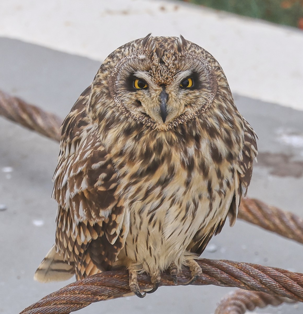 Short-eared Owl - ML633463489