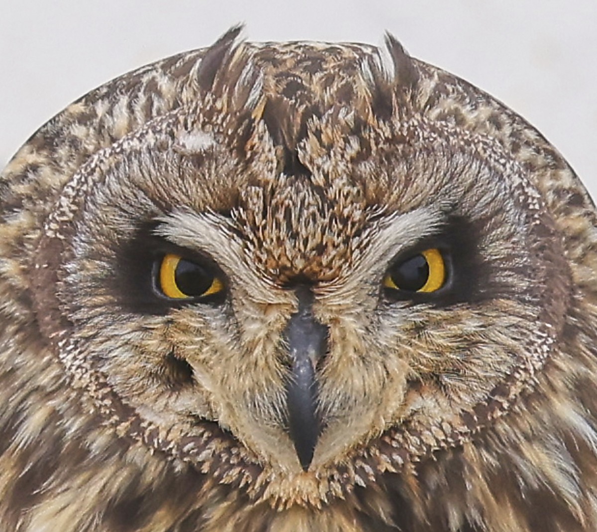 Short-eared Owl - ML633463493