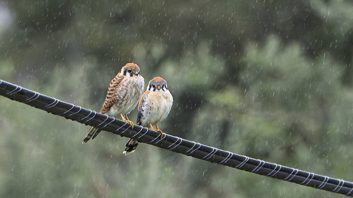 American Kestrel - ML633463529