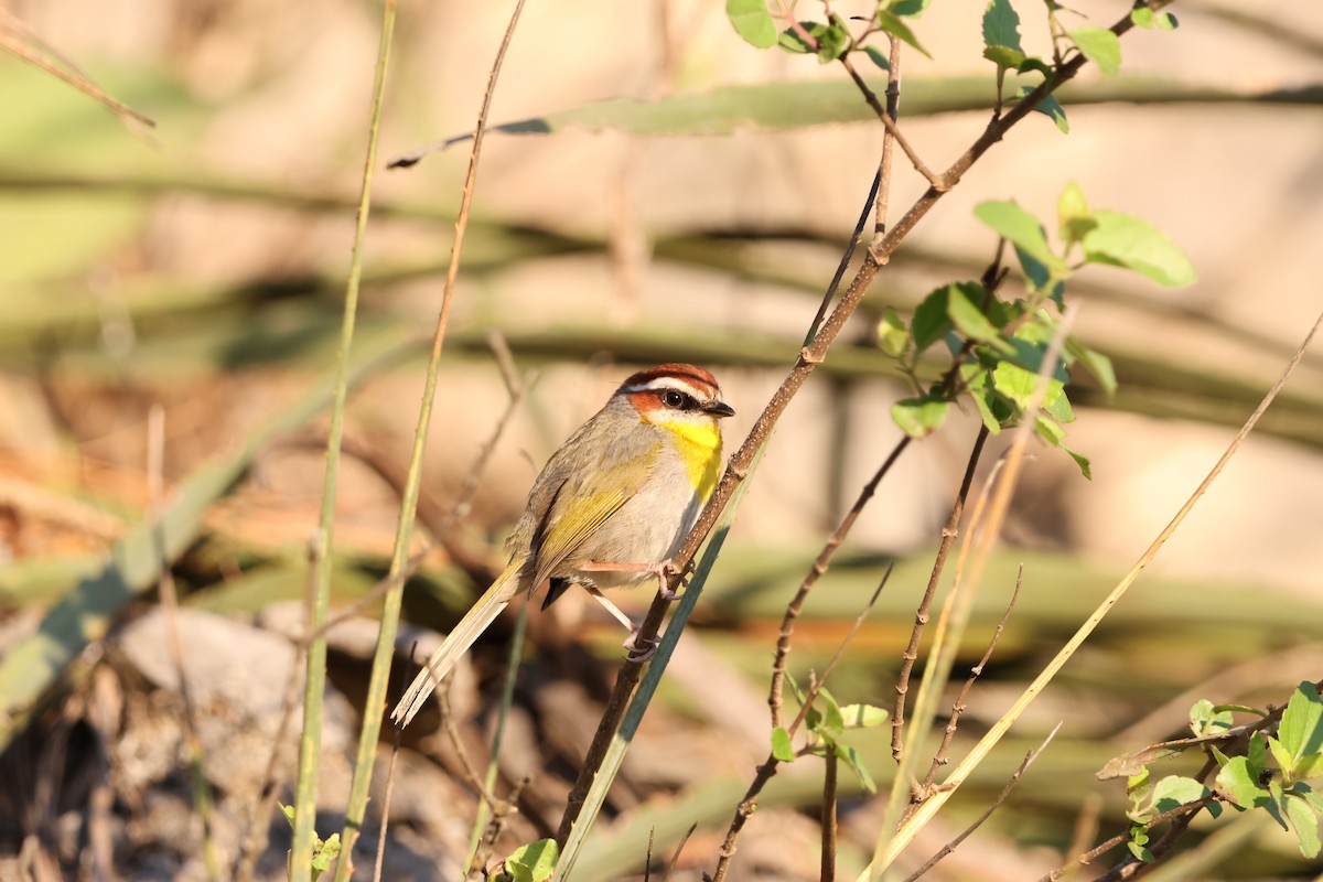 Rufous-capped Warbler (rufifrons Group) - ML633463549