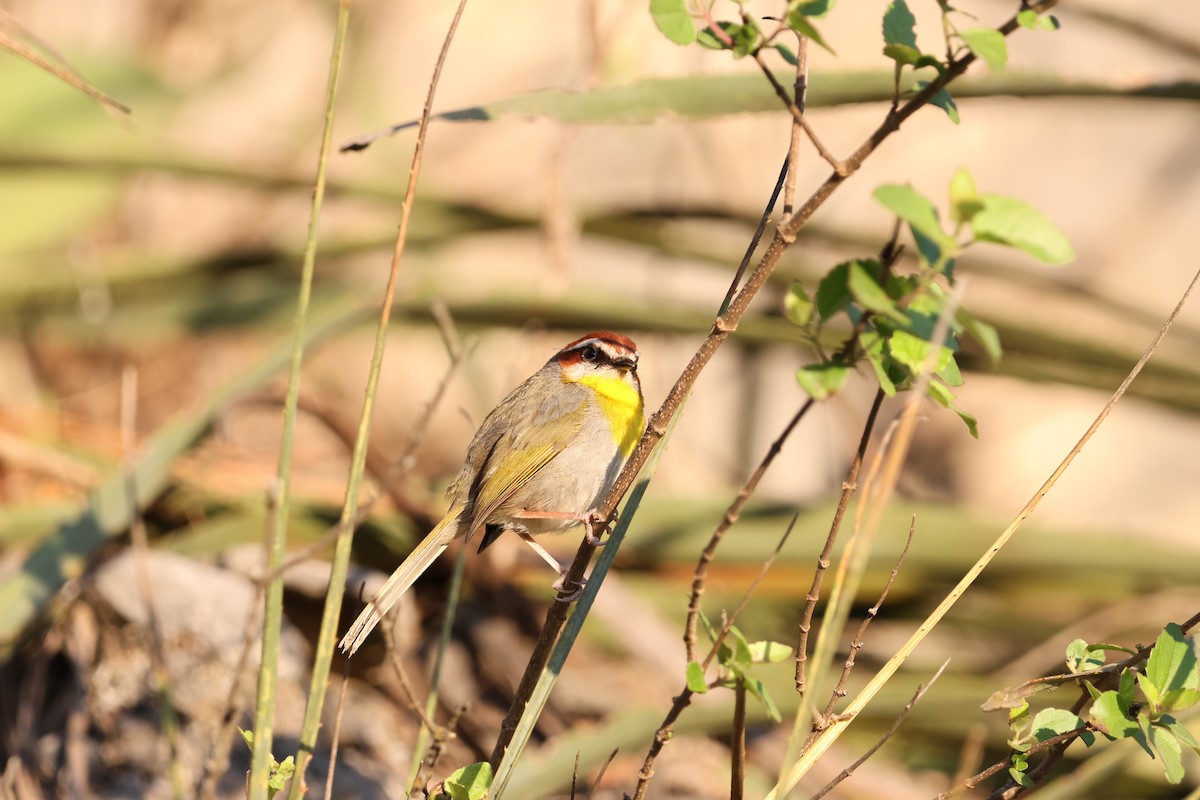 Rufous-capped Warbler (rufifrons Group) - ML633463550