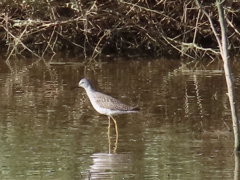 Lesser Yellowlegs - ML633463766