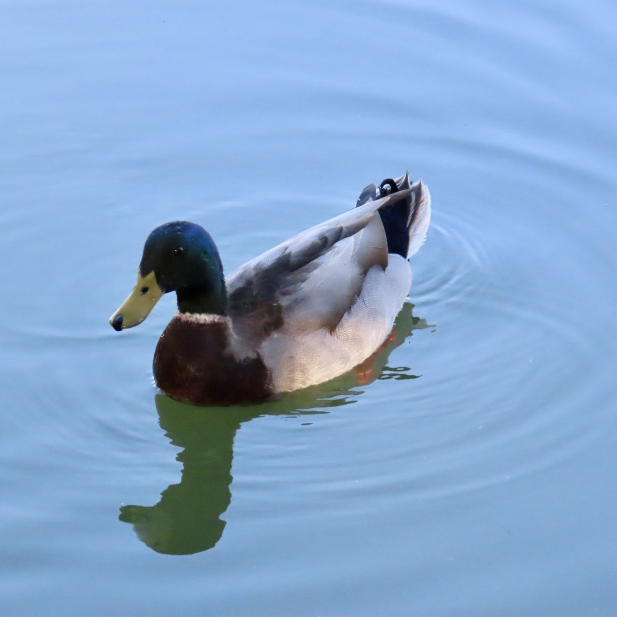 Mallard - ML633463808