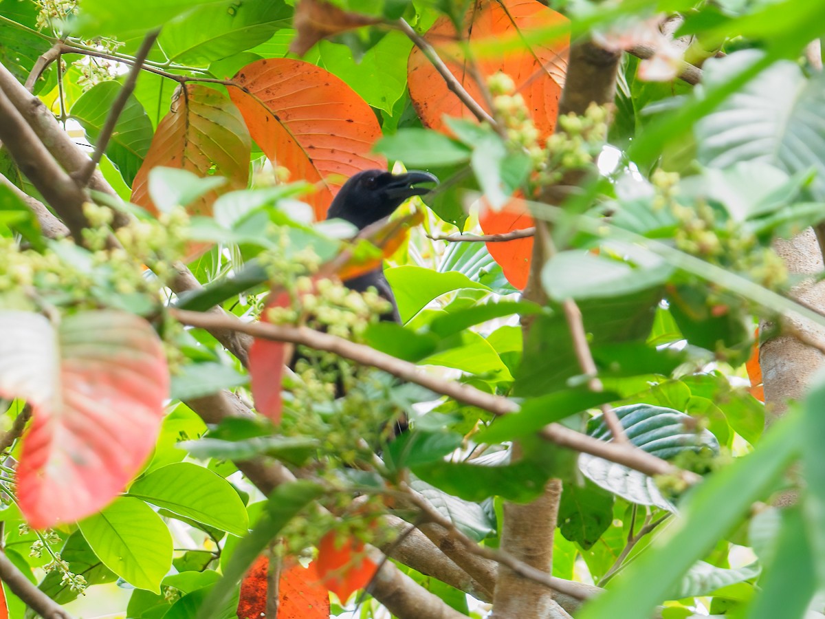 Palawan Crow - ML633463811
