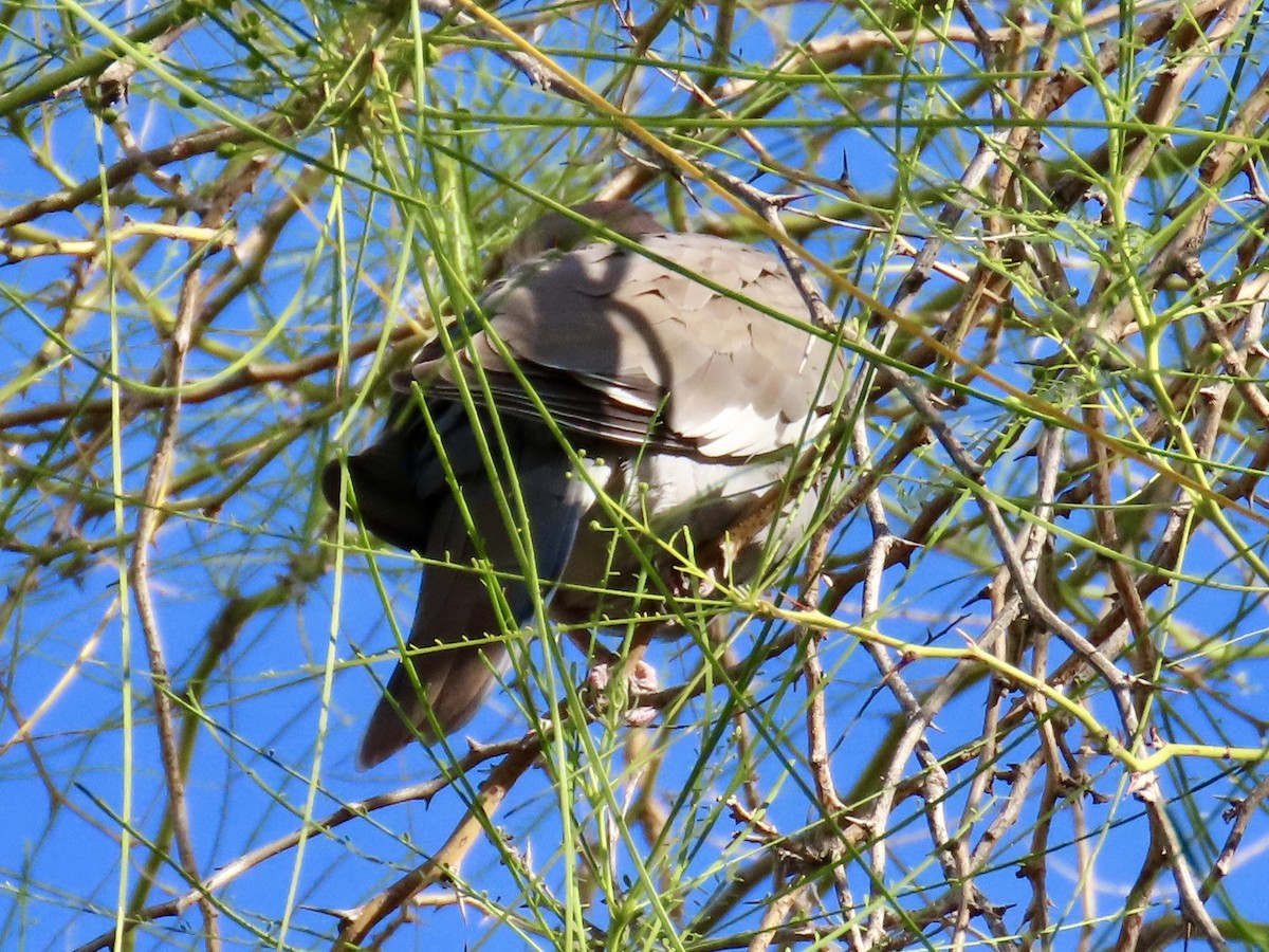 White-winged Dove - ML633463875