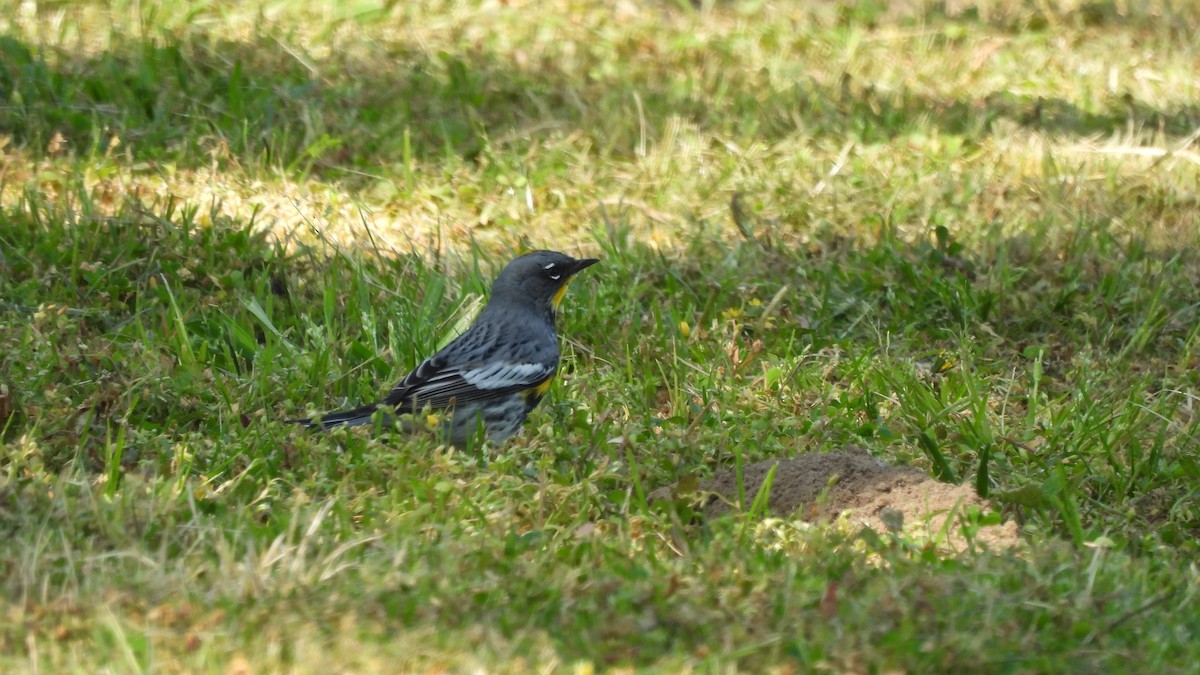 Yellow-rumped Warbler - Karen Evans
