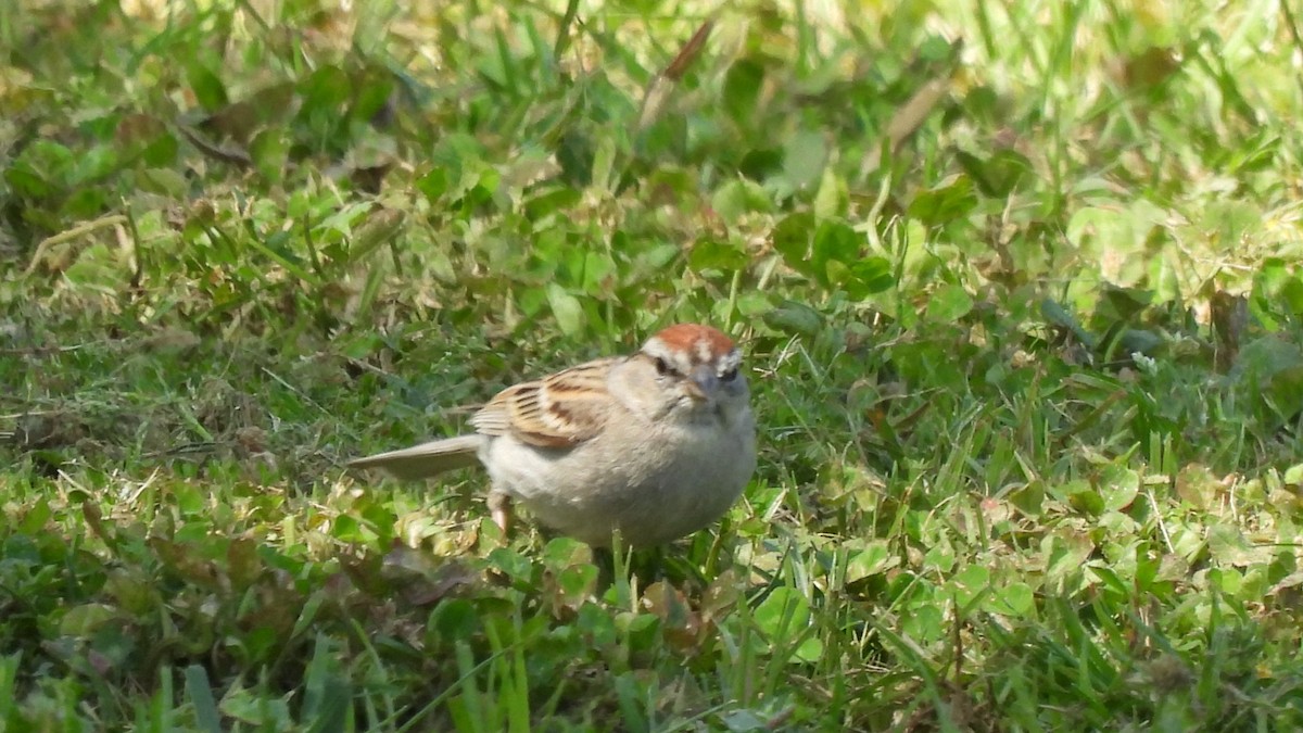 Chipping Sparrow - Karen Evans