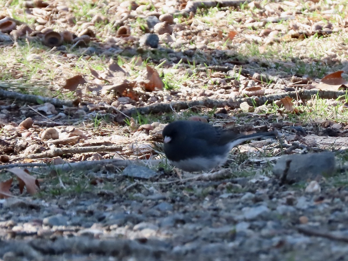 Dark-eyed Junco (Slate-colored) - ML633463924
