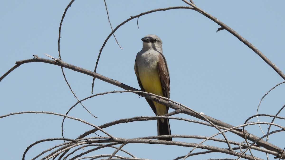 Western Kingbird - Karen Evans