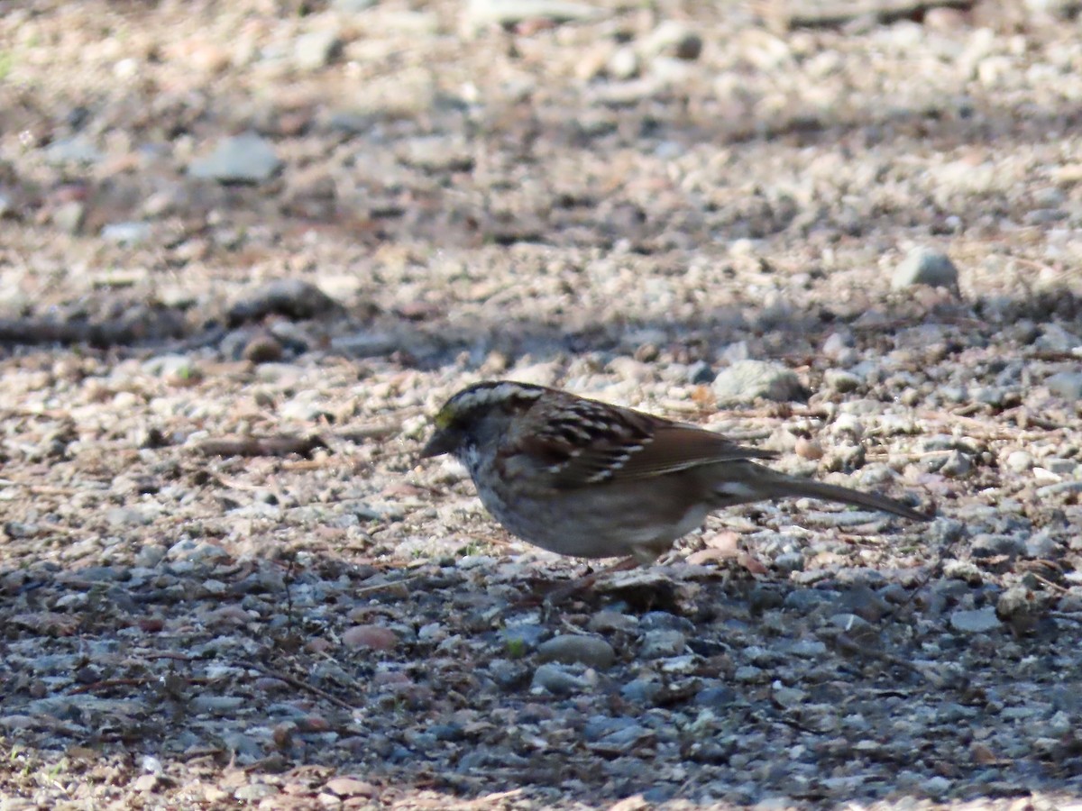 White-throated Sparrow - ML633463945
