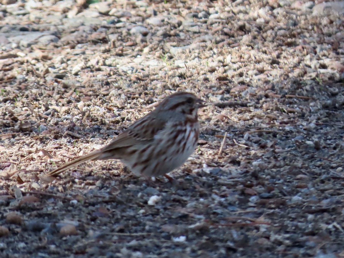 Song Sparrow - ML633463956