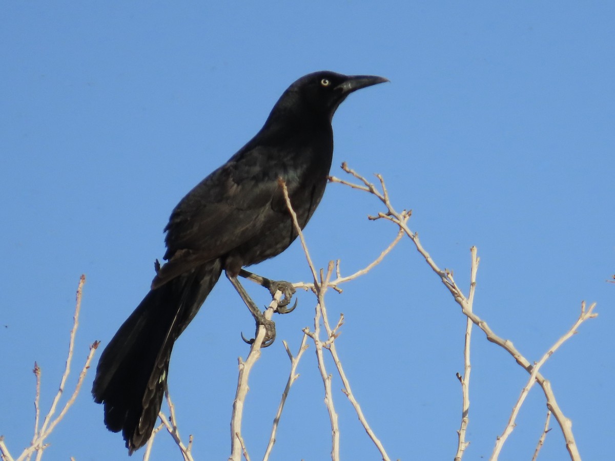Great-tailed Grackle - ML633463991