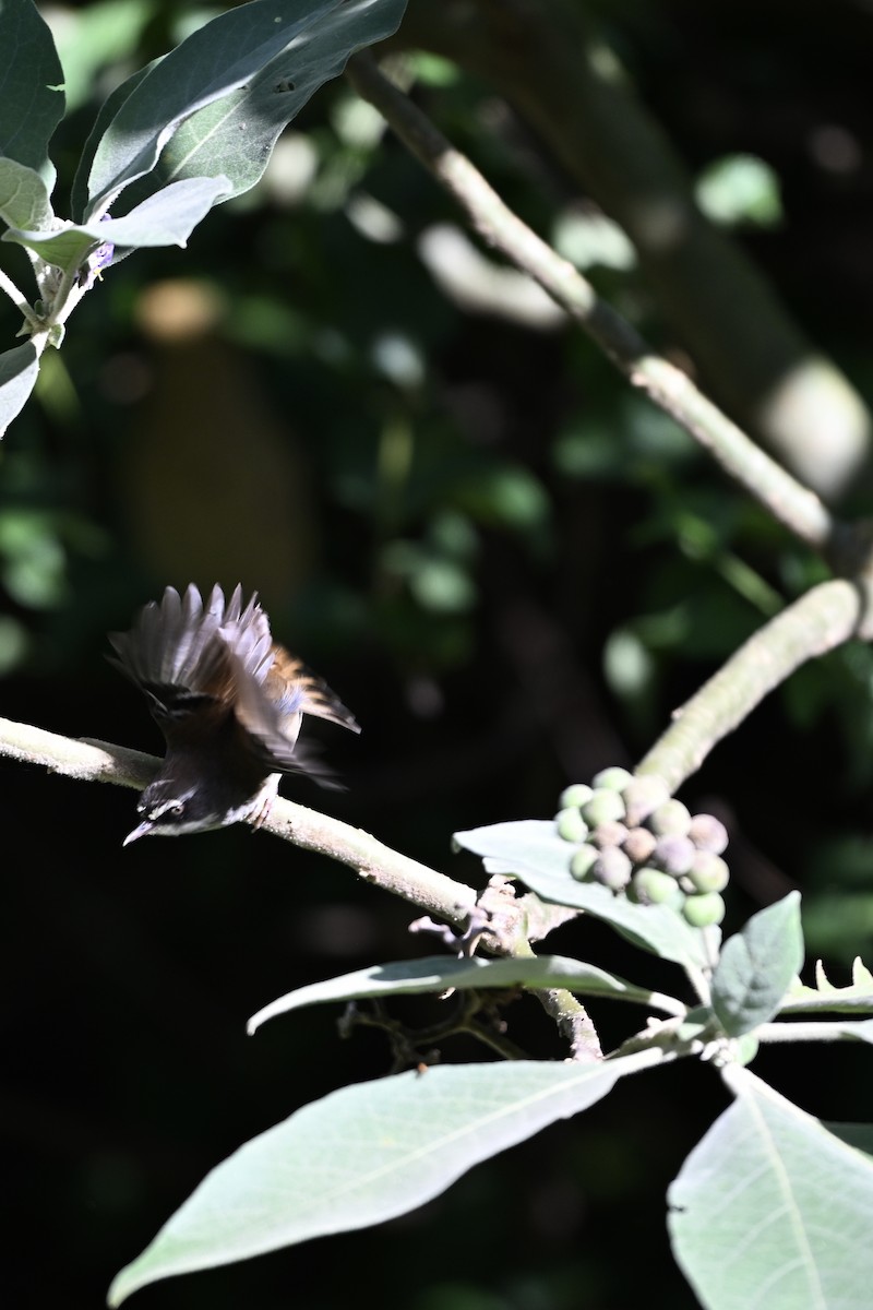 White-browed Scrubwren - ML633464051