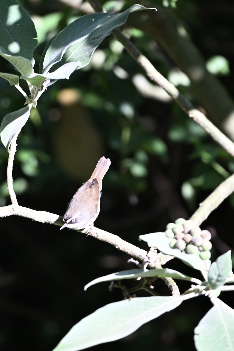 White-browed Scrubwren - ML633464052