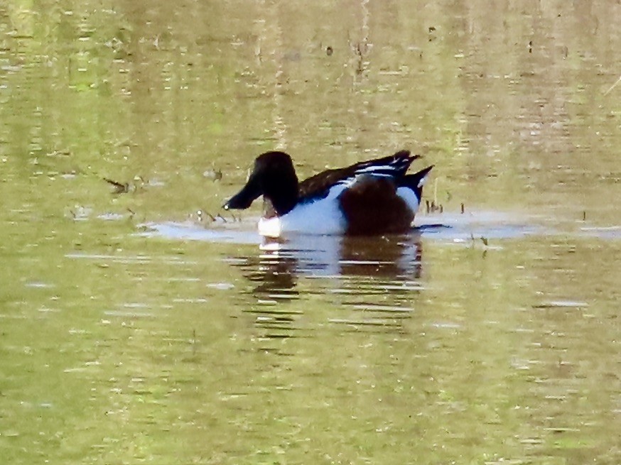 Northern Shoveler - ML633464063