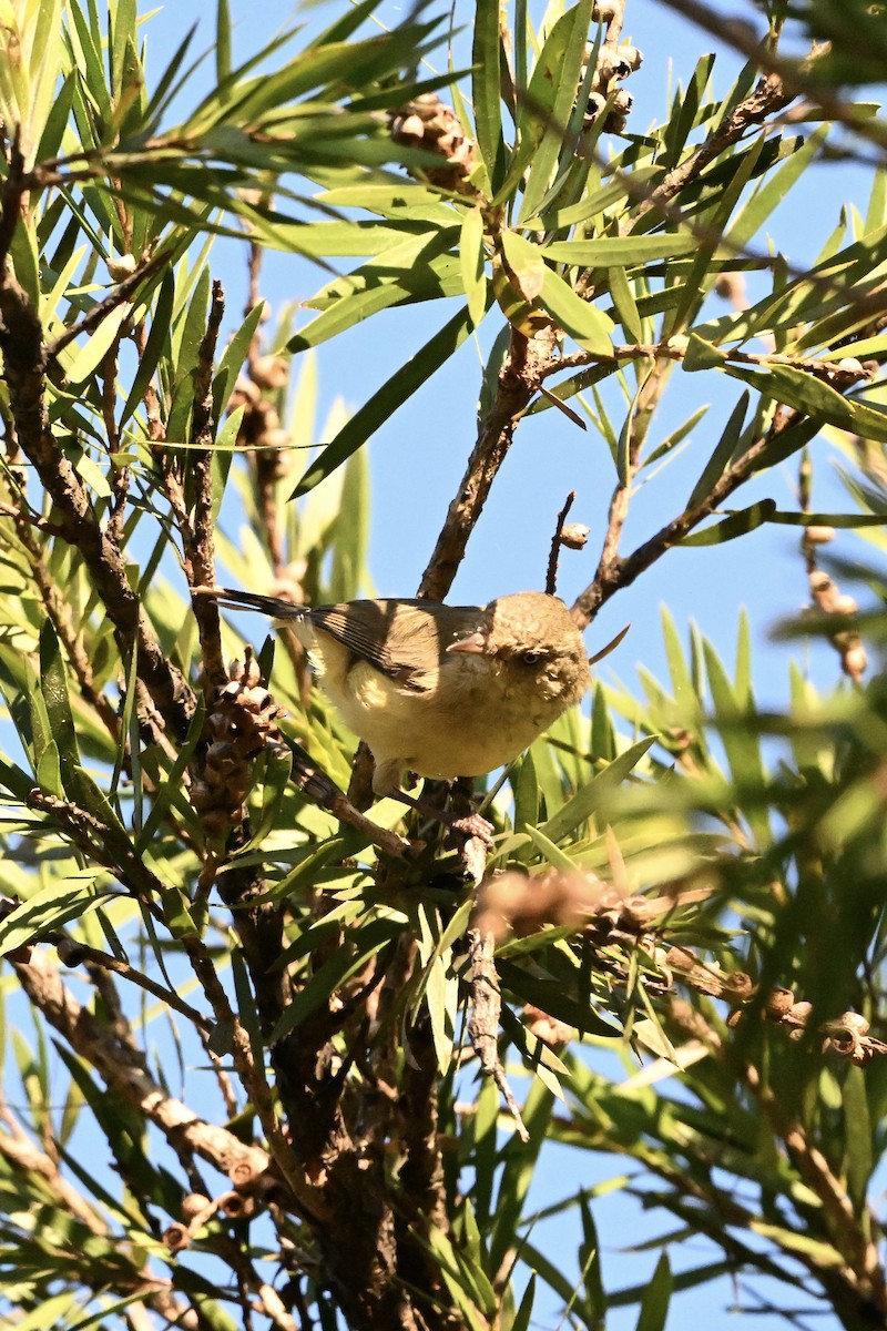 Buff-rumped Thornbill - ML633464083