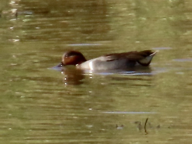 Green-winged Teal - ML633464094