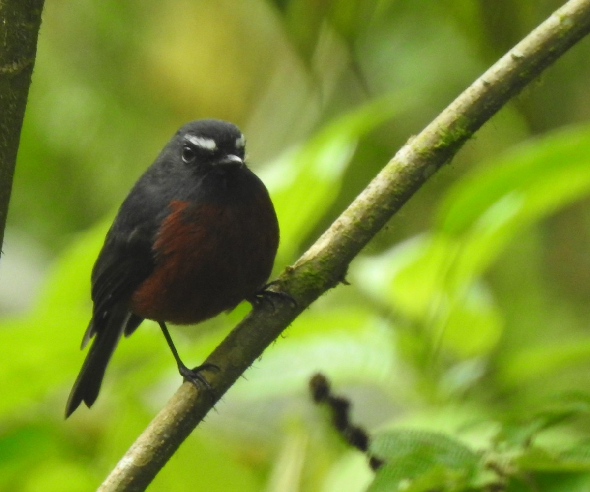 Chestnut-bellied Chat-Tyrant - ML633464108