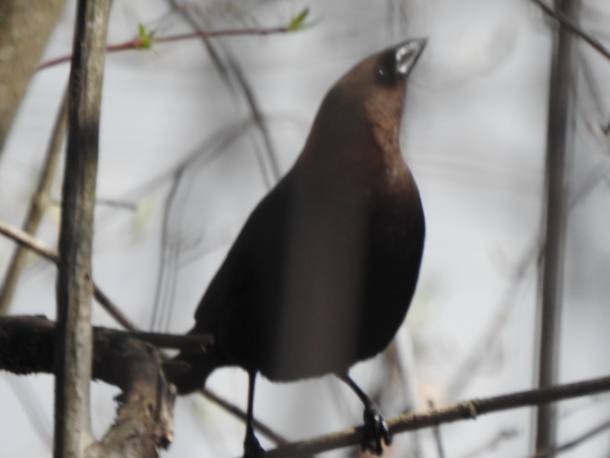 Brown-headed Cowbird - ML633464128