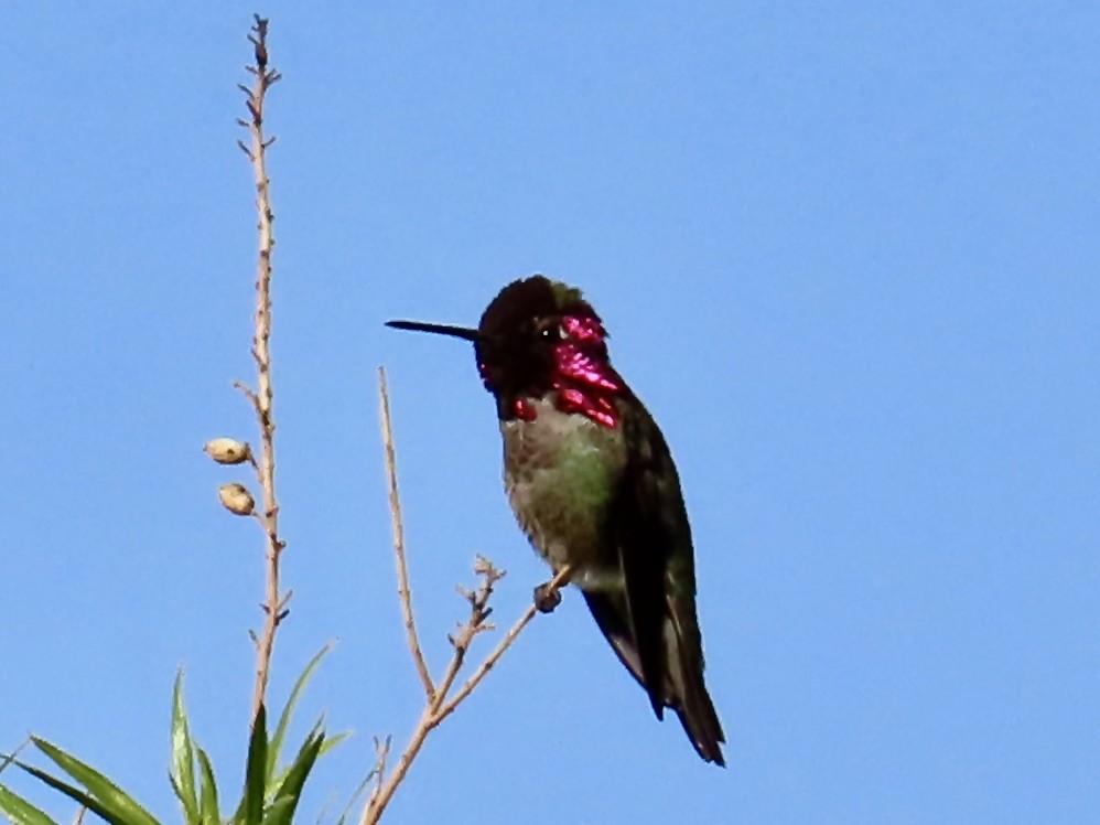 Anna's Hummingbird - ML633464190