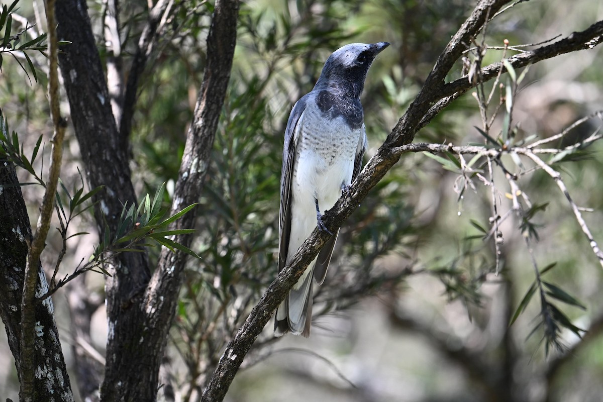 White-bellied Cuckooshrike - ML633464260