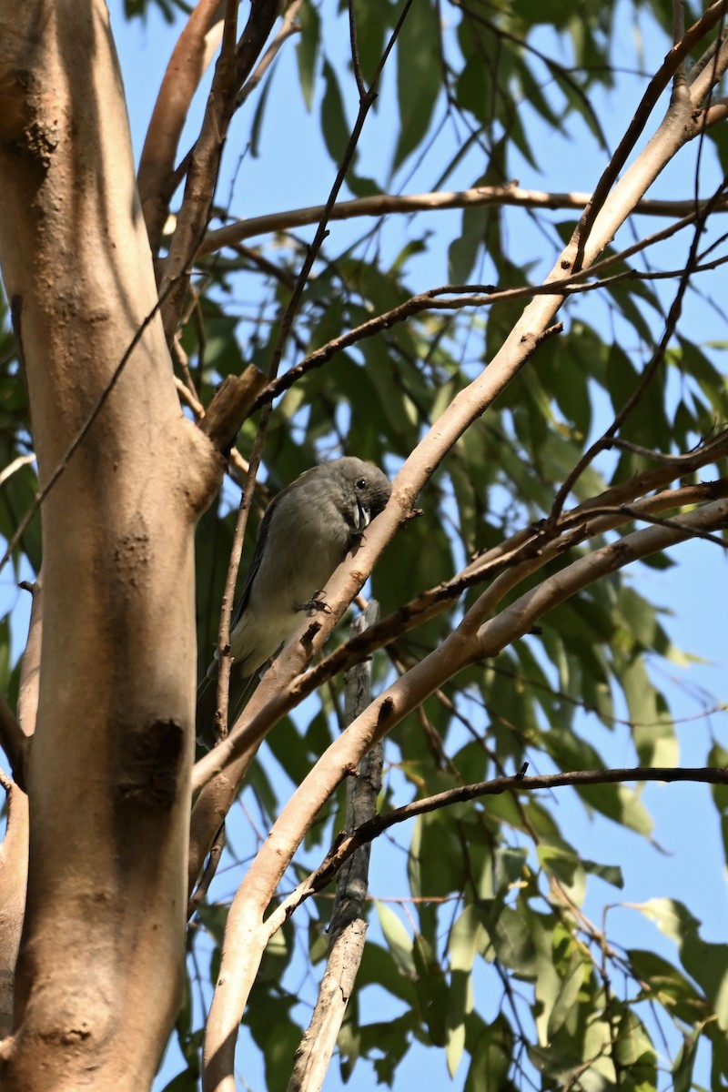 Gray Shrikethrush - ML633464310