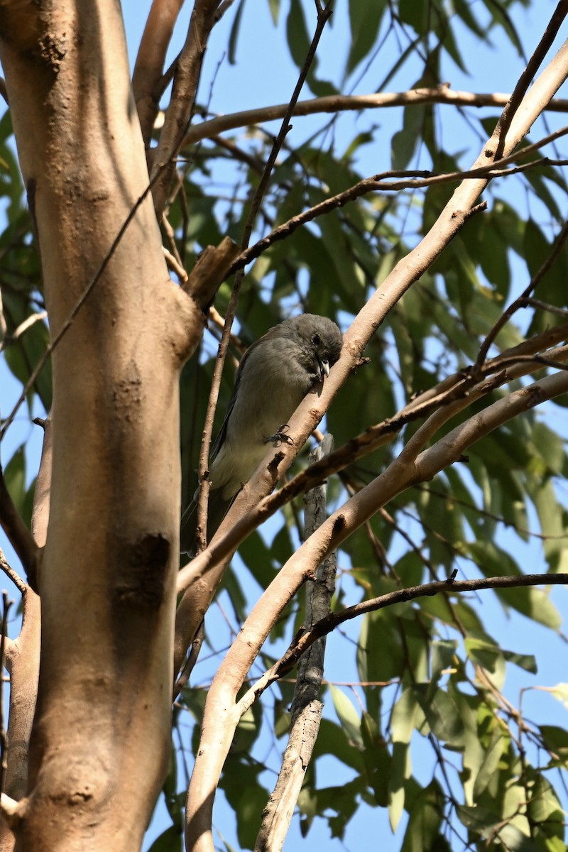 Gray Shrikethrush - ML633464311