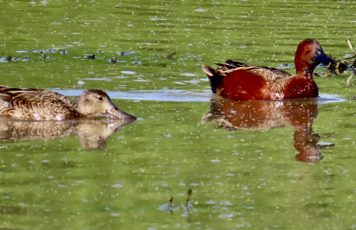 Cinnamon Teal - ML633464376