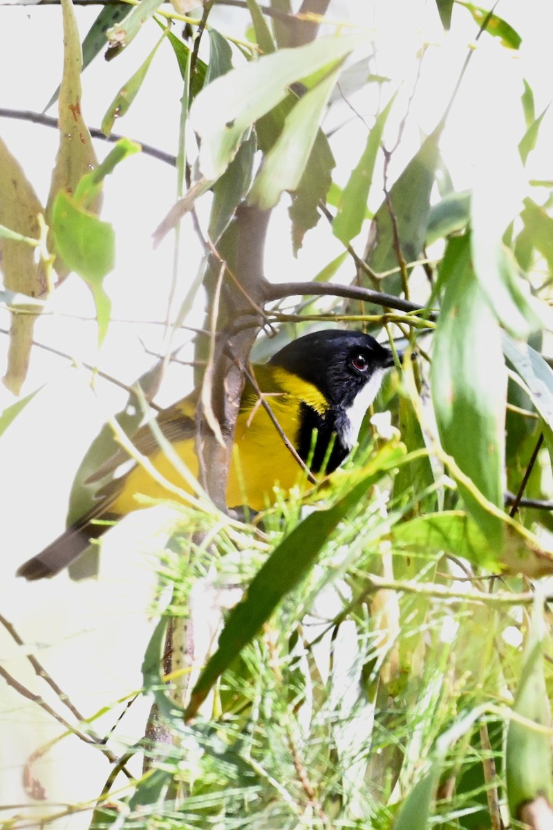 Golden Whistler - ML633464387