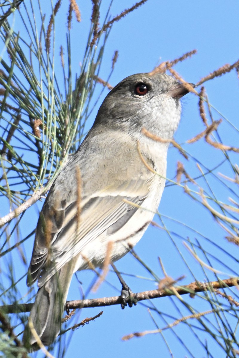 Golden Whistler - ML633464388