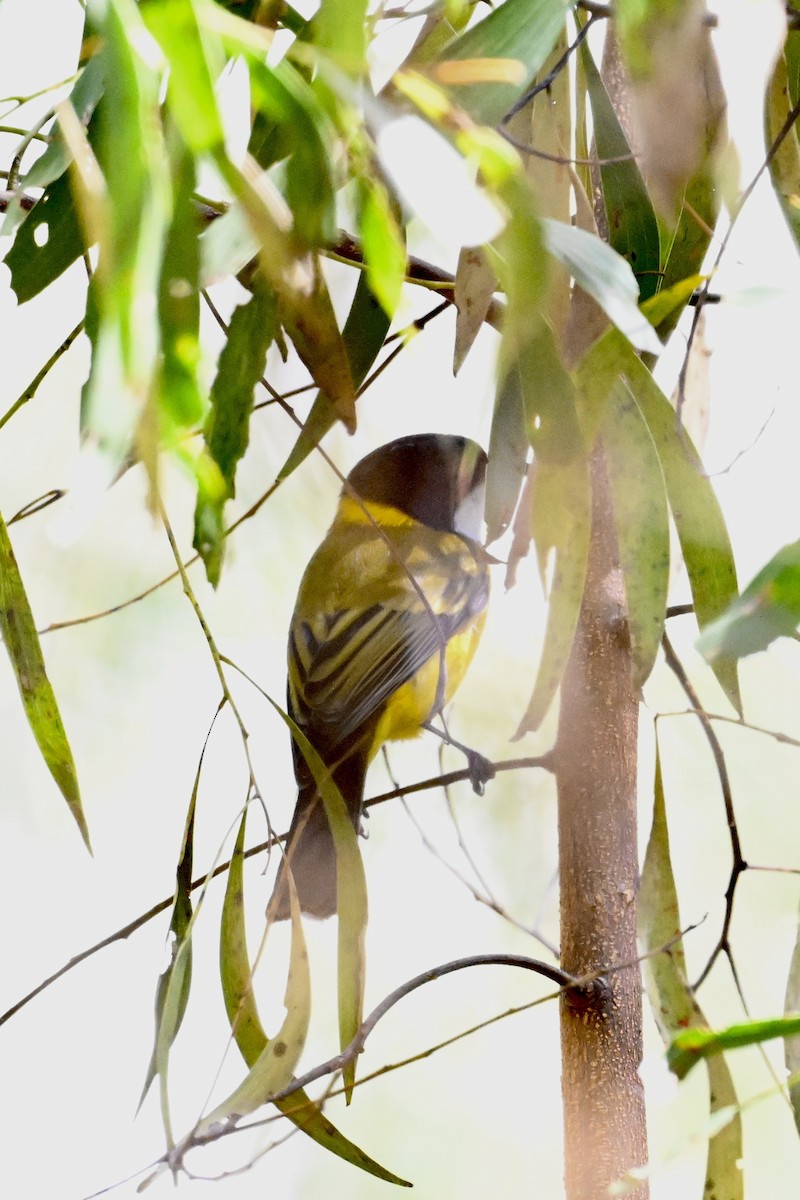 Golden Whistler - ML633464389