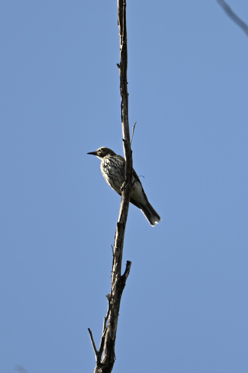 Olive-backed Oriole - ML633464413