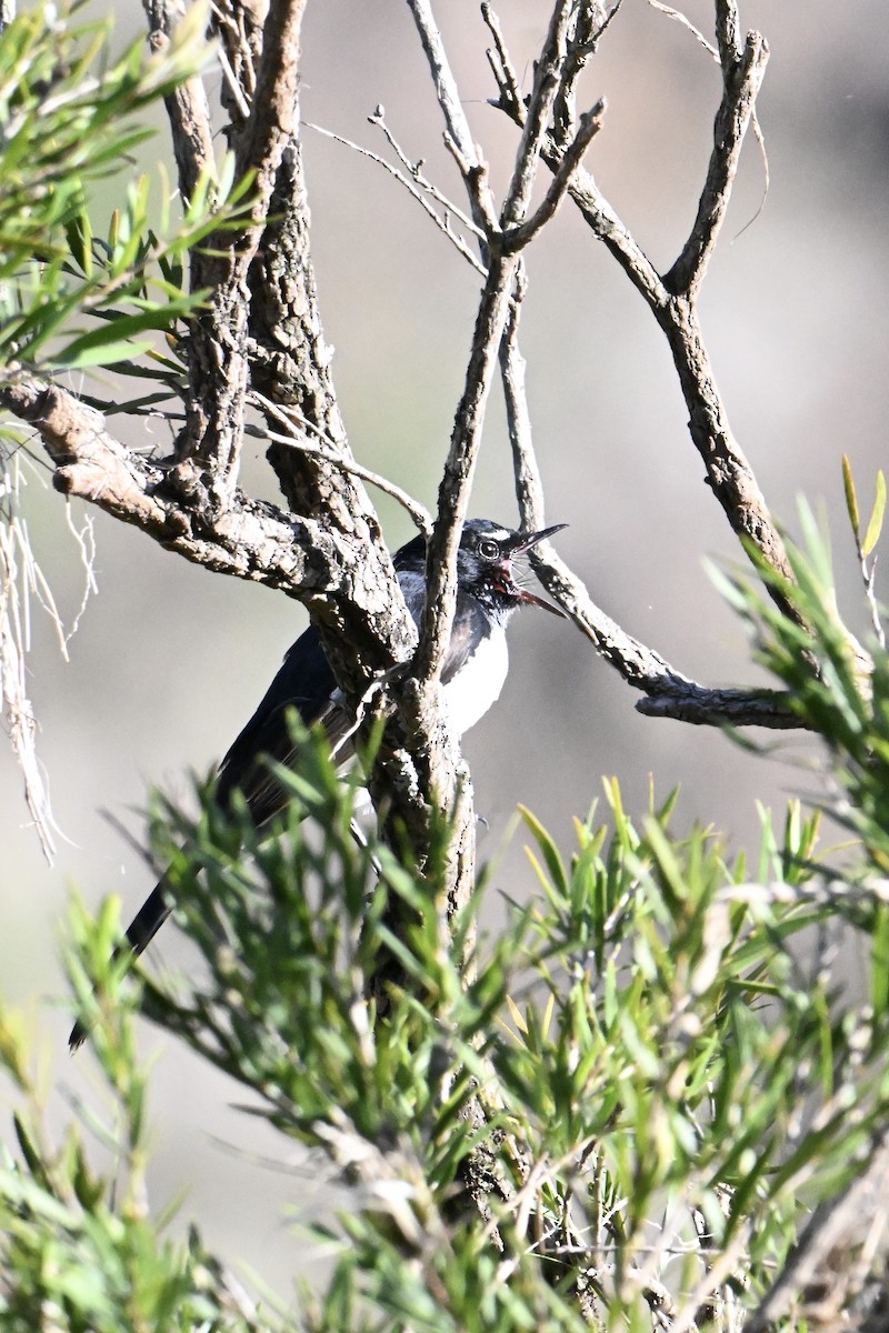 Willie-wagtail - ML633464420