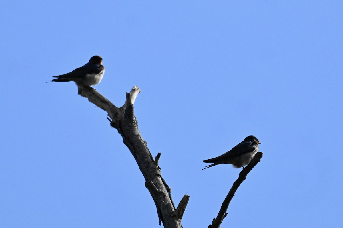Welcome Swallow - ML633464436