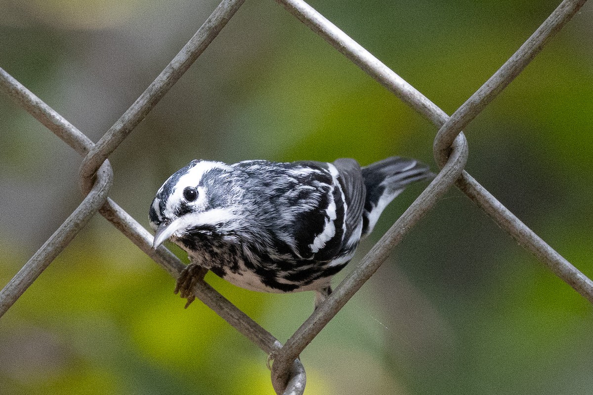 Black-and-white Warbler - Gregory Hamlin