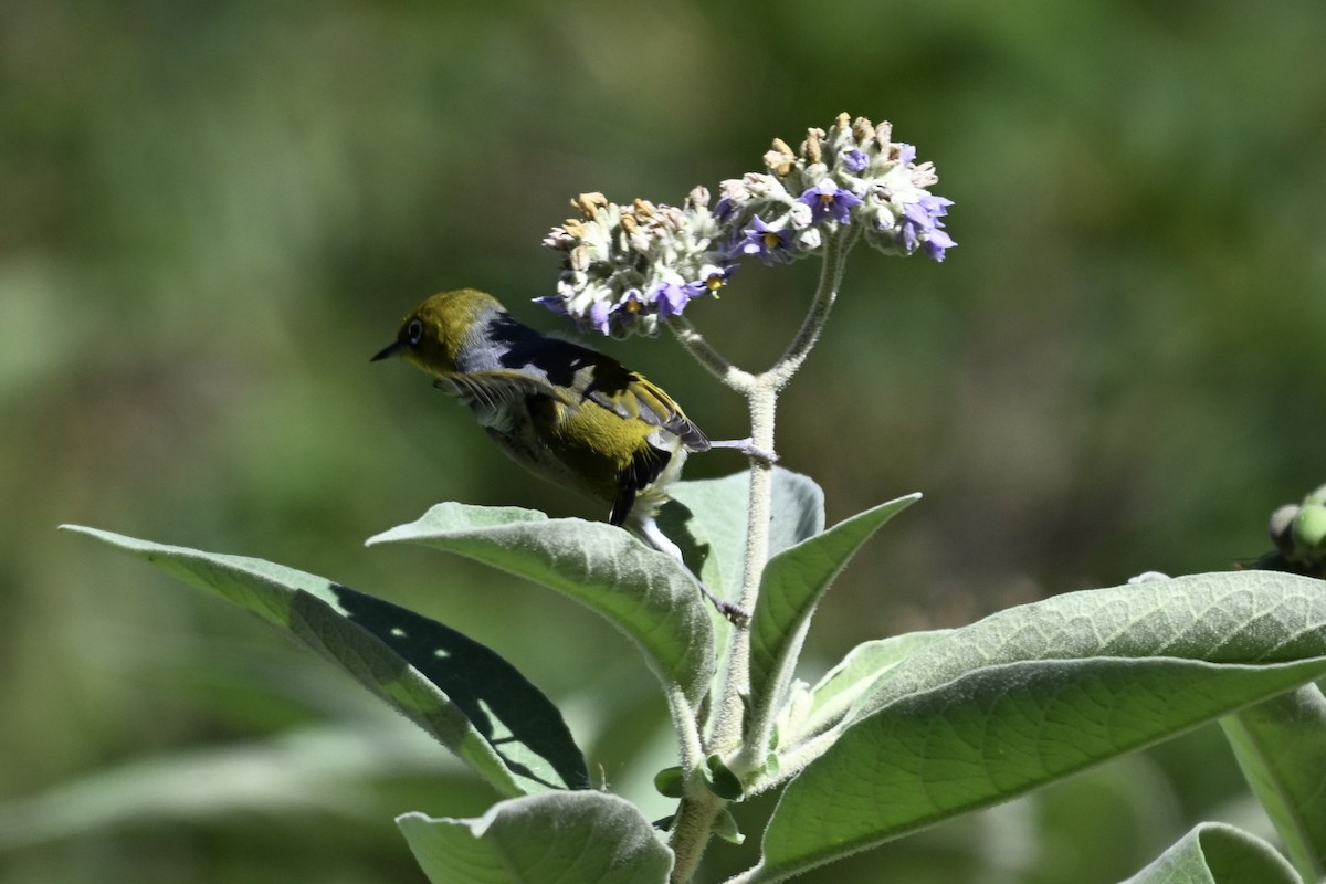 Silvereye - ML633464467