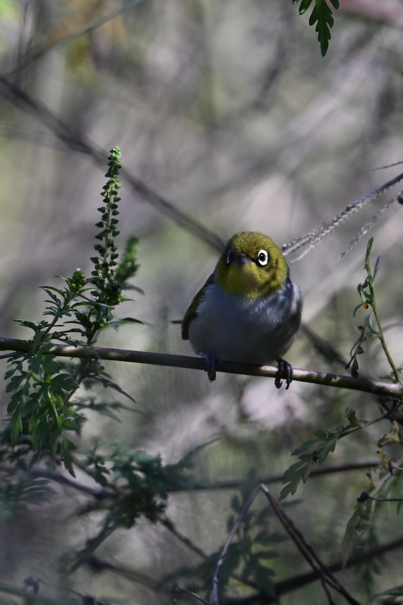 Silvereye - ML633464468