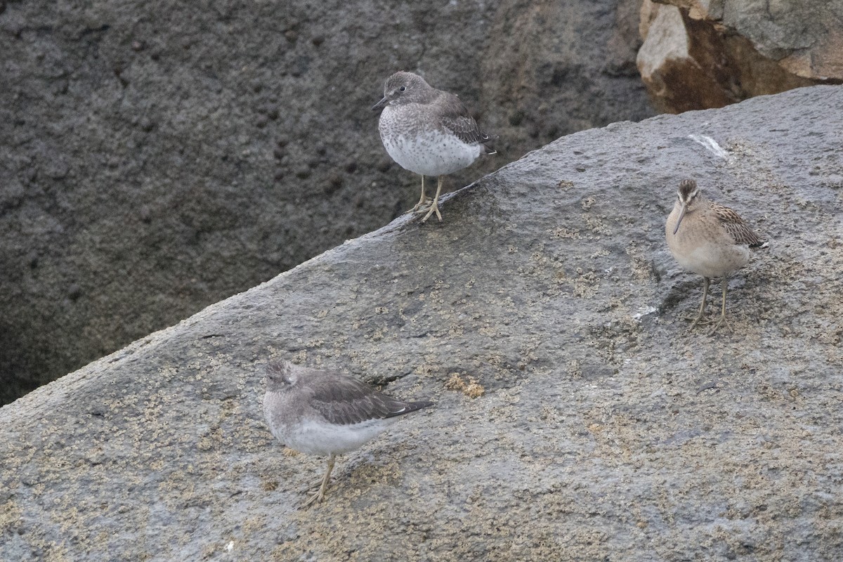 Surfbird - ML633464470