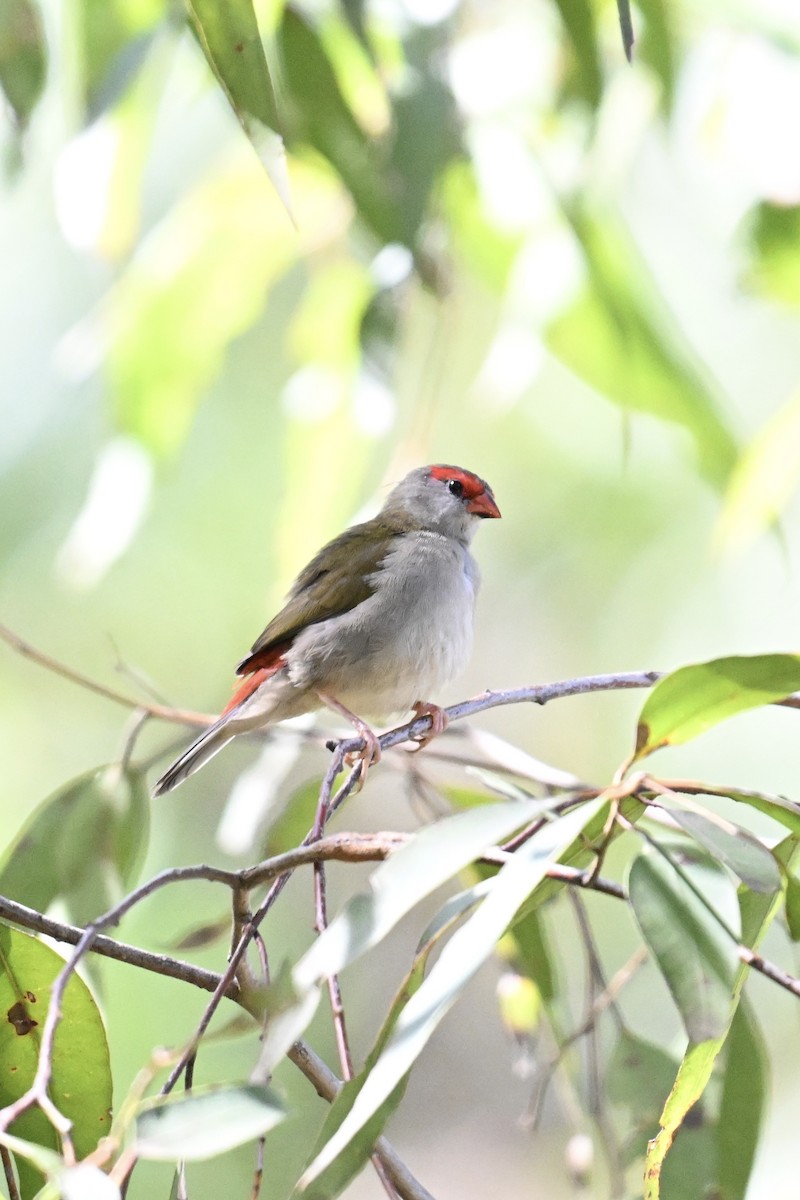 Red-browed Firetail - ML633464494
