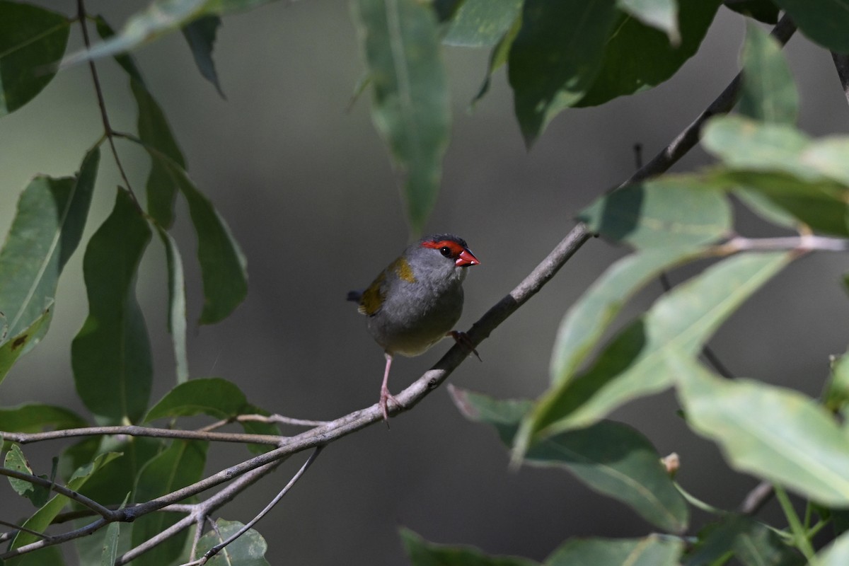 Red-browed Firetail - ML633464495